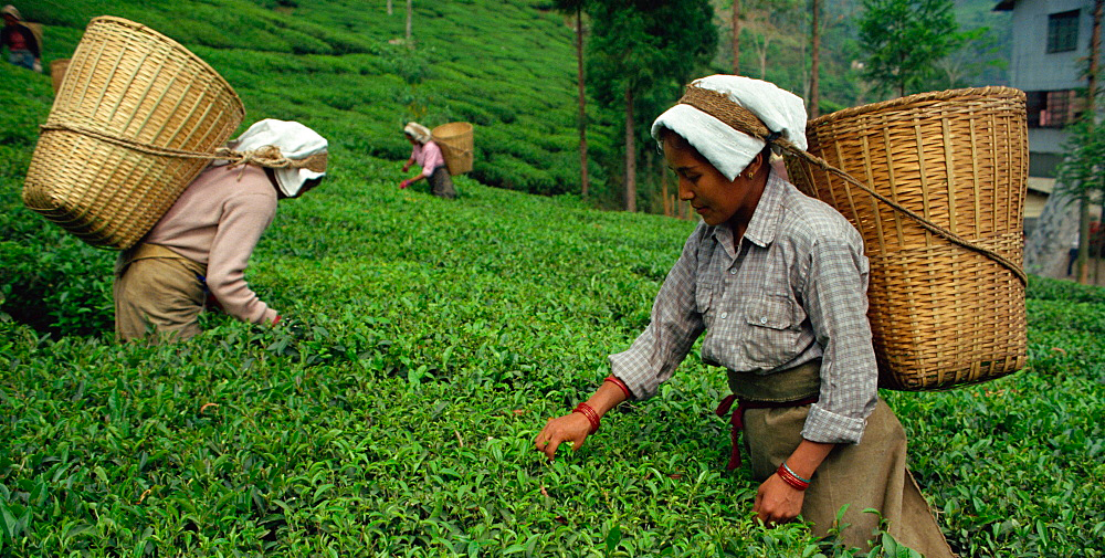 Tea garden in Assam